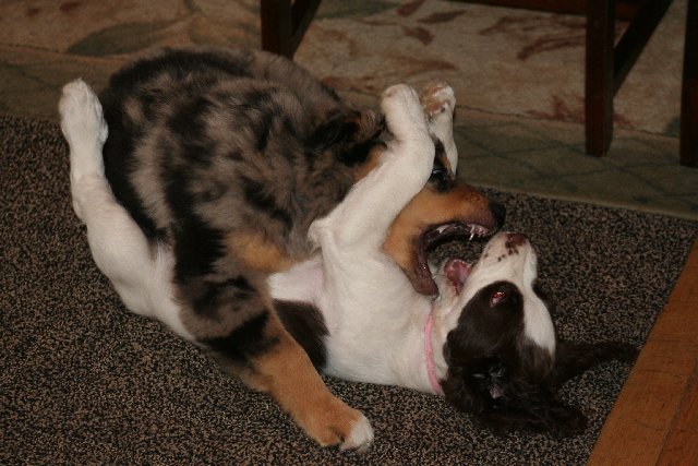 PACHOMP!
